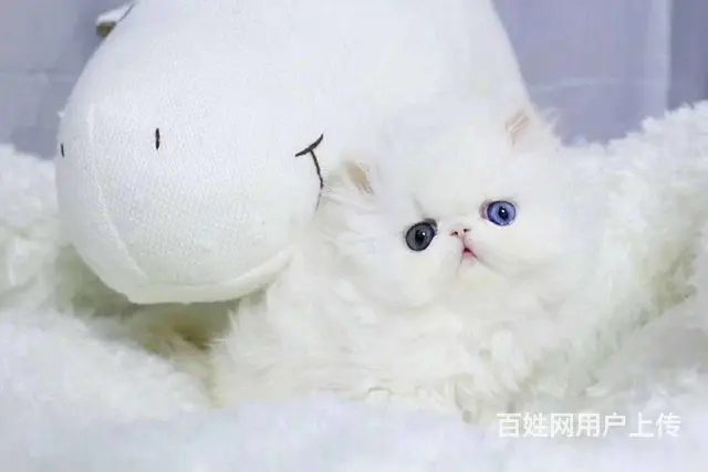 哪里有波斯猫卖的 波斯猫猫价格 波斯猫寿命 - 图片 6