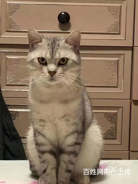 自己家养的美短猫出售 - 图片 1