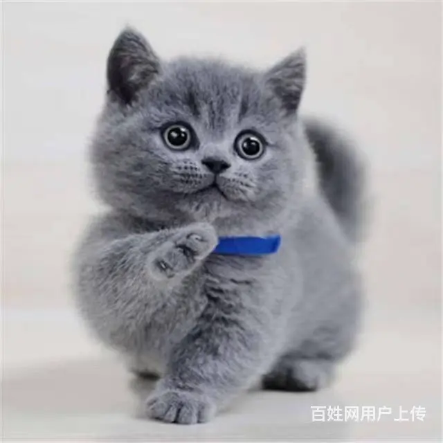 常州CFA认证猫舍多少钱一只英短蓝白保纯种健康 - 图片 4