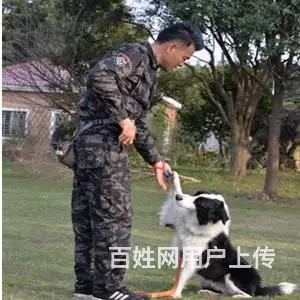 苏州狗狗寄养宠物酒店/苏州专业寄养狗狗基地 - 图片 3