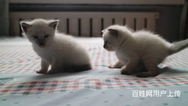 暹罗蓝重点 - 图片 4