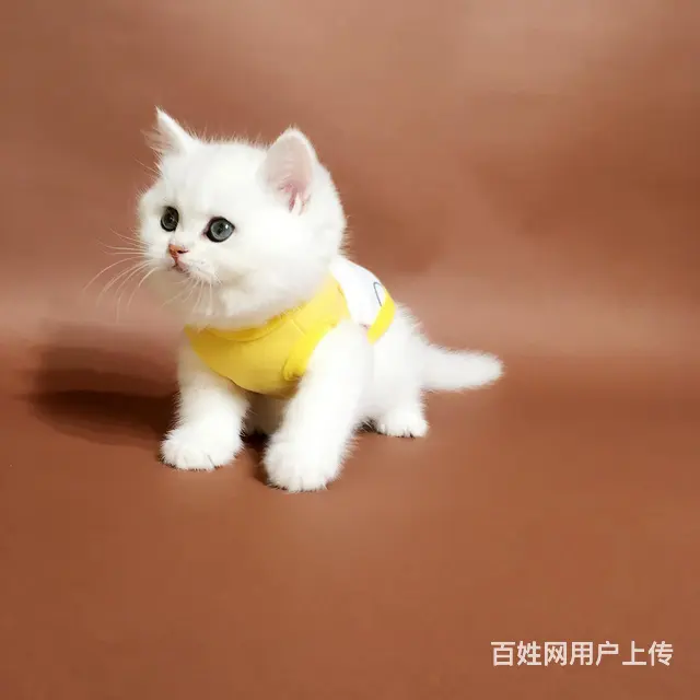 吴忠英短基地◆卖英短的地方 - 图片 1