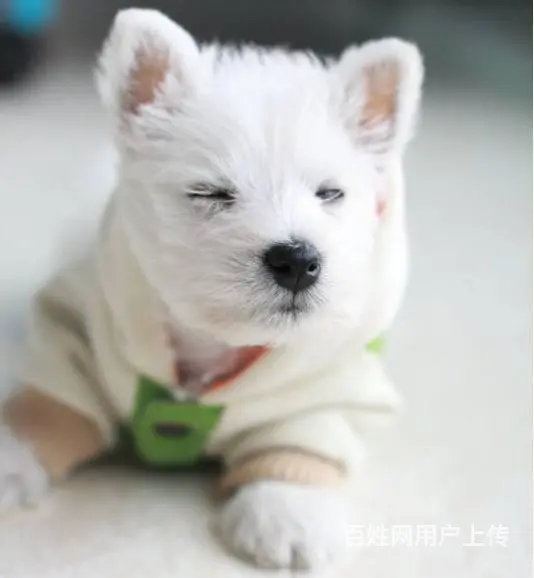 精品西高地头版好幼崽，健康可签证，售后服务好 - 图片 4