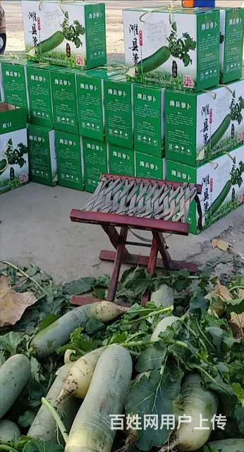潍坊夏庄萝卜批发零售 - 图片 2
