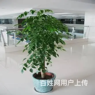 昆山绿化公司 - 图片 2
