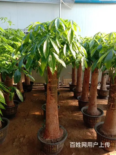 园林绿化养护施肥灭虫修剪铺草皮种树打药修剪 - 图片 10