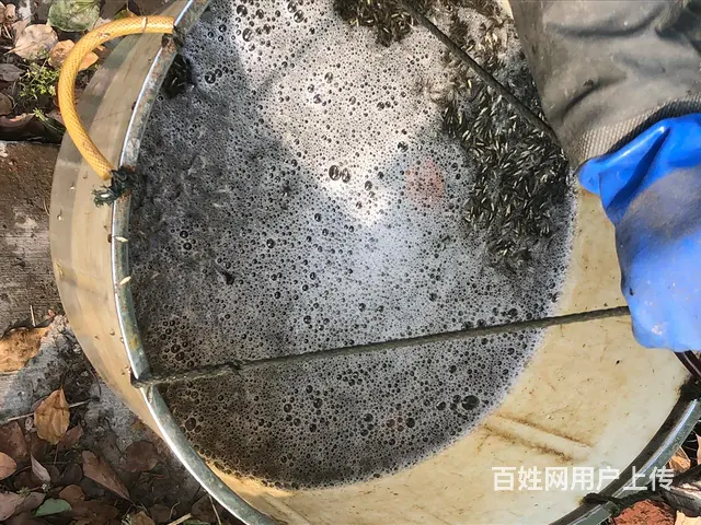 常州 青鱼乌子夏花鱼苗 - 图片 6