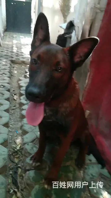 马犬 - 图片 1