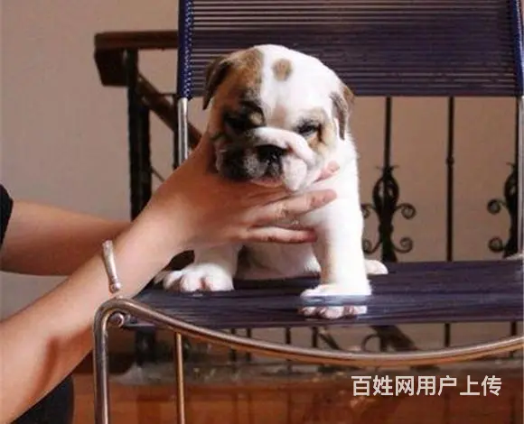 黄石【十年老店】常年繁殖优质血统英牛幼犬 - 图片 9