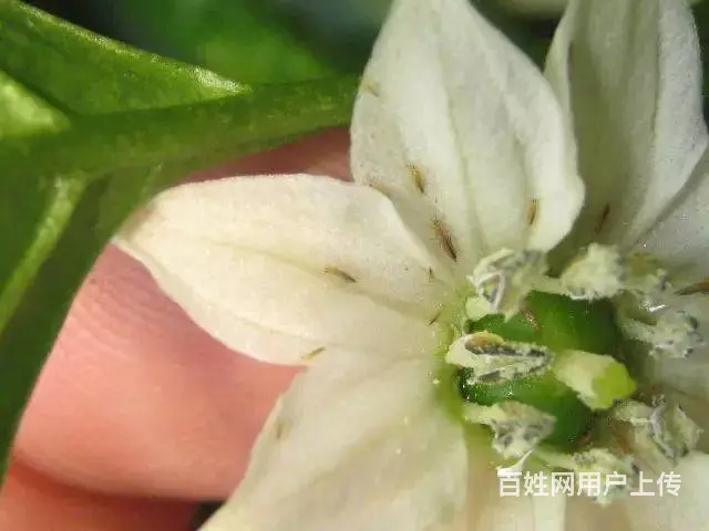 防治抗性蓟马解决方案蓟马用药 - 图片 3