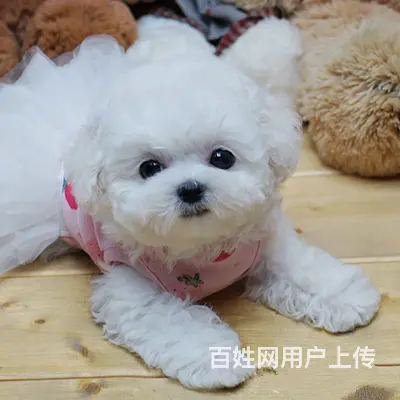纯种法系比熊犬价格 纯种比熊犬多少钱 赛级比熊 - 图片 4