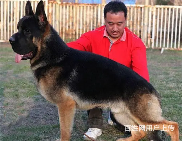 出售锤系德牧幼犬 疫苗驱虫打好欢迎上门挑选 - 图片 6