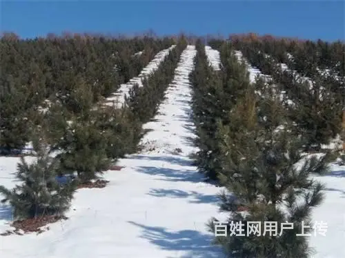永吉县北大湖镇土地林地出售 - 图片 6