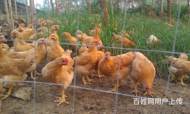 土鸡苗 肉鸡苗 鸭苗 鹅苗批发 - 图片