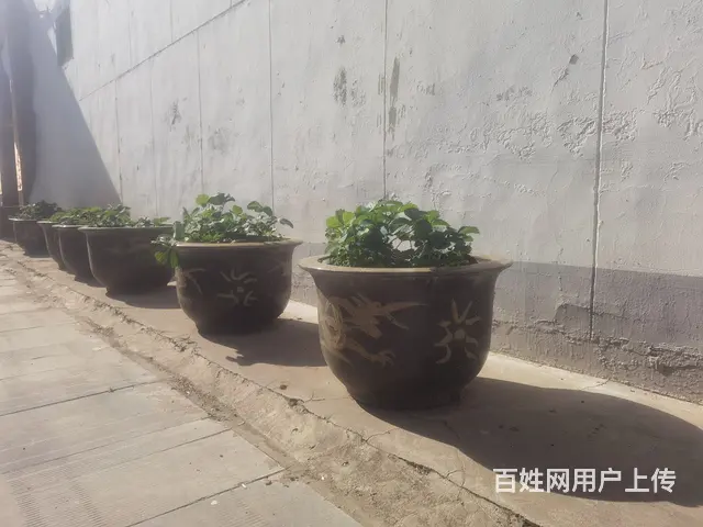 大花盆六个，质量好的那种，图片自己看 - 图片 3