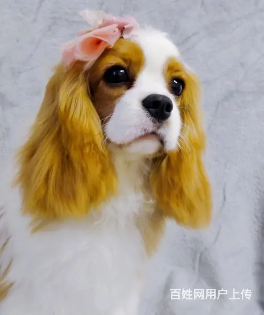 专业繁殖查理王小猎犬狗场出售骑士查理王英国女 - 图片 8