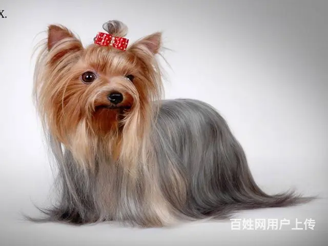 赛级约克夏犬,保健康,签合同,可送货上门 - 图片 5