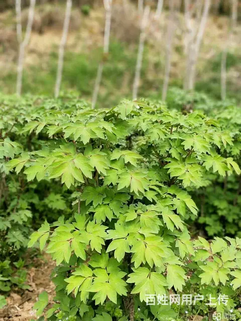 信阳董家河大量苗木花卉一手低价出售 - 图片 5