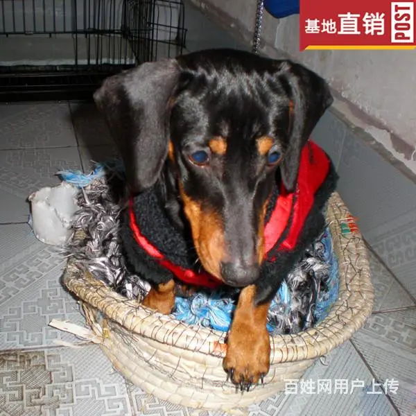 宿州【十年老店】常年繁殖优质血统腊肠犬幼犬 - 图片 10