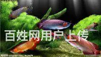 昆明专业鱼缸清洗，鱼缸修复，鱼缸定制，鱼缸搬家 - 图片 5
