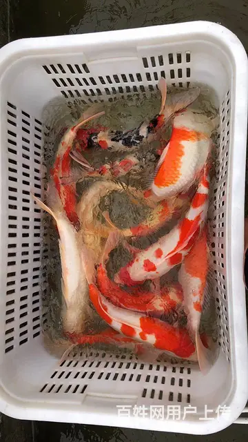 【观赏鱼批发中心】锦鲤鱼批发零售 - 图片 5