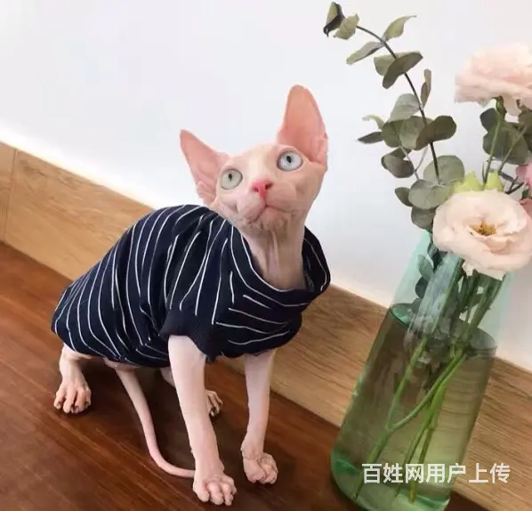 斯芬克斯无毛猫本地哪里有卖的 养无毛要注意什么 多少 - 图片 2