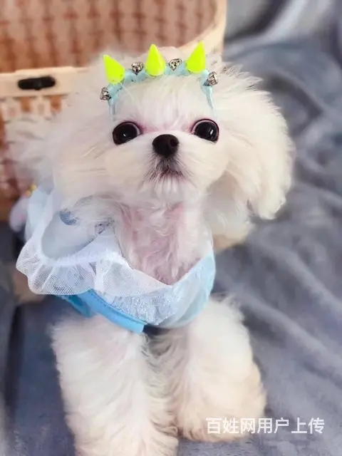马尔济斯出售 那里有卖马尔济斯幼犬的 - 图片 1