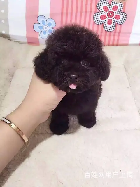 辽阳【泰迪犬舍】地址泰迪得多少钱 - 图片 5
