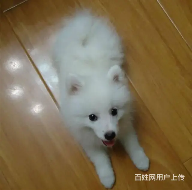 北京哪里有卖银狐犬 日本银狐好养吗 - 图片 11