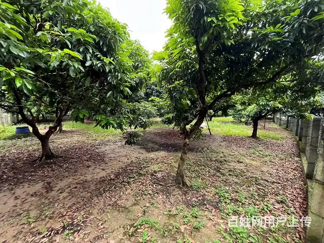 从化区桃花小镇旅游区附近1.5亩平地果园整体转让 - 图片 1