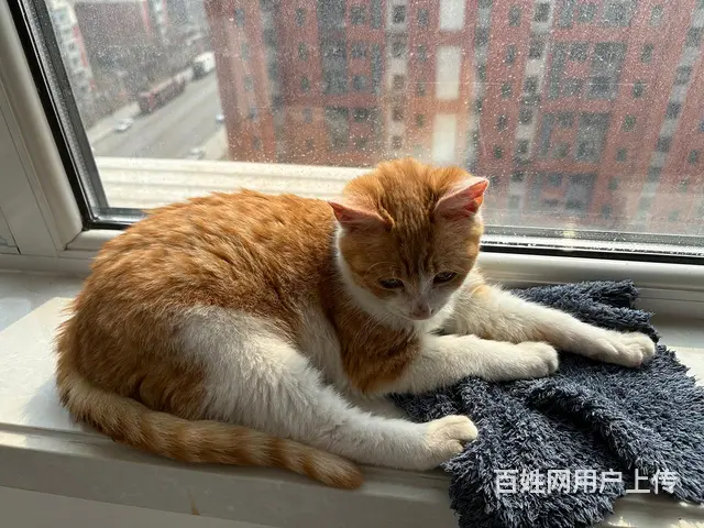 【搞定了！】橙猫 - 图片 1