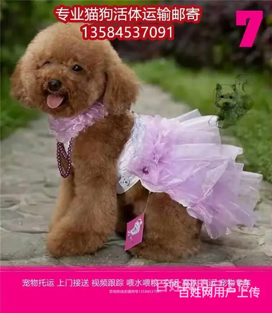 常州市 宠物托运（猫狗柴犬）邮寄快递2022（宠物活体运输) - 图片 8