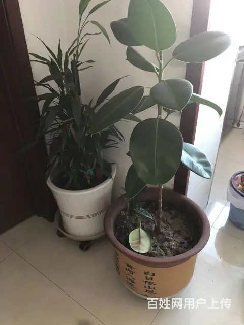 大花盆两个带轮 - 图片