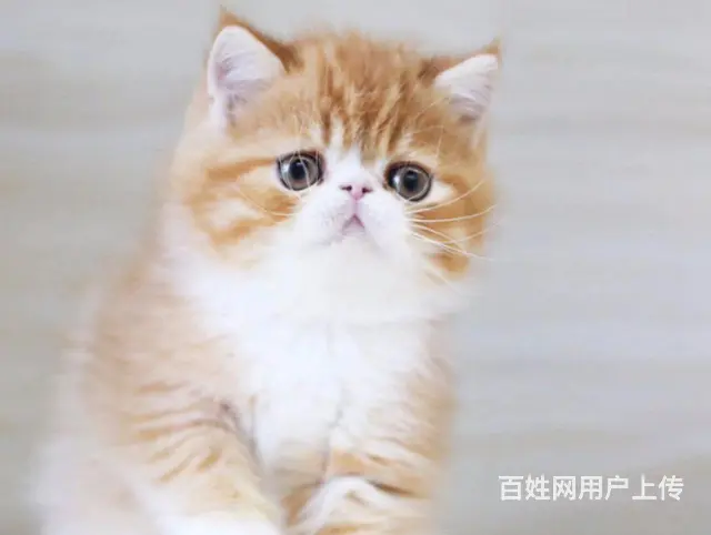 徐州专业繁育高颜值加菲猫 颜色齐全 多只可选 - 图片 1