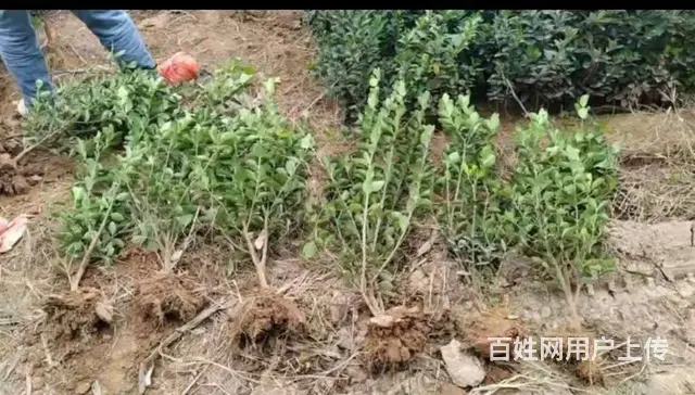 洛阳大叶黄杨苗——免费技术指导 - 图片 1