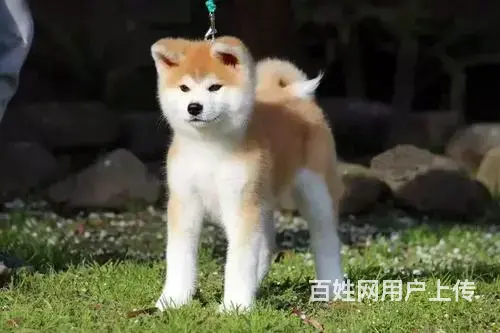 哪里有秋田犬秋田犬多少钱哪里买到秋田犬 - 图片 3