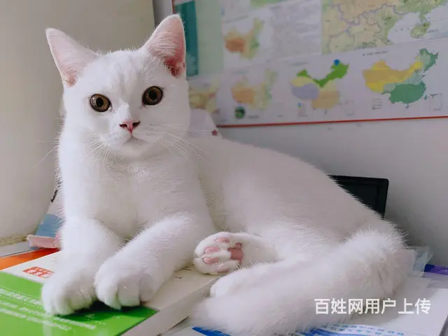 白猫 - 图片 1