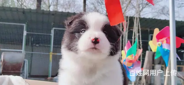 宿迁益帆边境牧羊犬犬舍，共克疫情，平安度过 - 图片 8