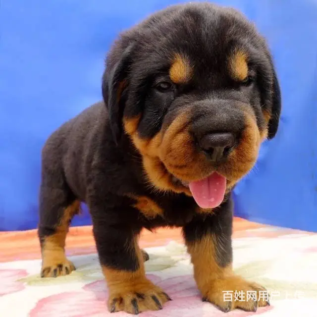 纯种罗威纳幼犬出售 驱虫疫苗已做好 全国送货上门 - 图片 7