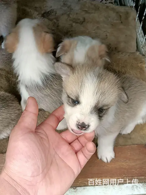 个人家养的纯种柯基幼犬，2个月男女都有 - 图片 2