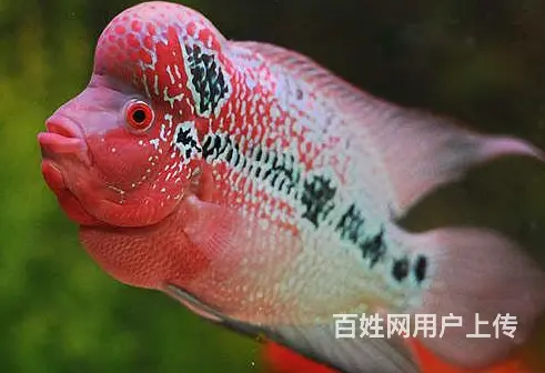 厦门出售泰国进口精品罗汉鱼一手货源，送货上门 - 图片 2
