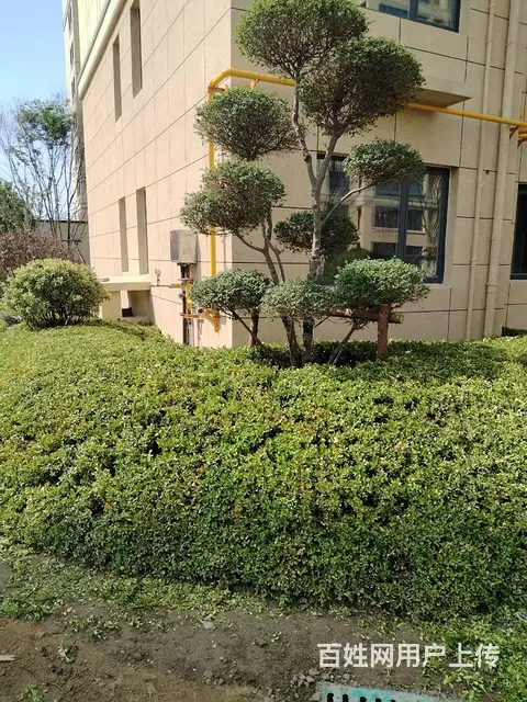 燕园华府  多套精装顶账实景现房，低价出售 - 图片 10