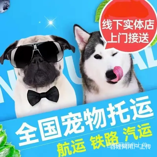 信阳息县托运宠物 （猫狗活体运输）快递至全国各地 - 图片 2