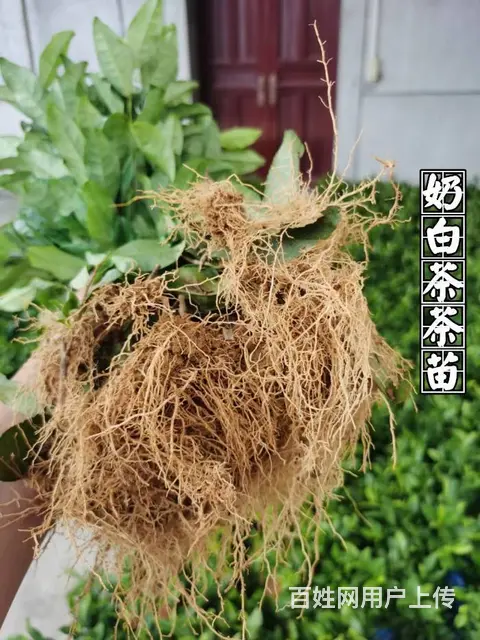 安吉白茶 黄金叶茶 奶白茶 茶苗直销 价格面议 - 图片 8