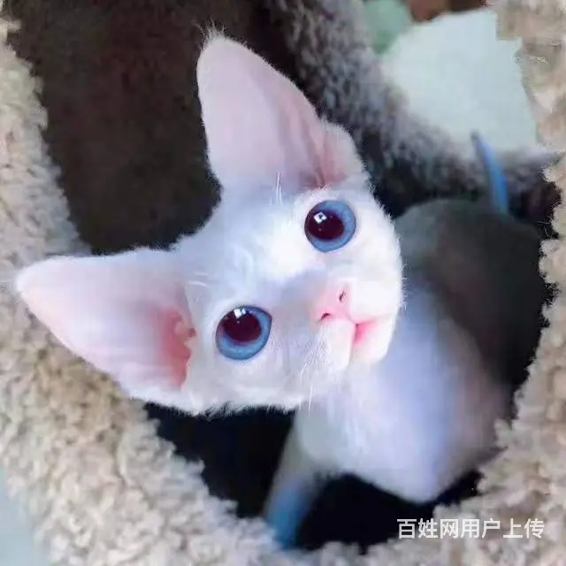 常州出售自家繁殖纯种无毛猫 斯芬克斯猫 - 图片 1