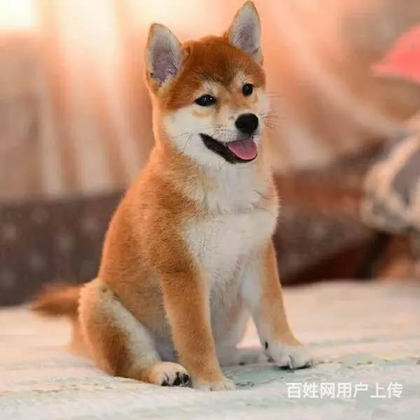 赛级柴犬，CKU认证品质，专业信誉服务 - 图片 4