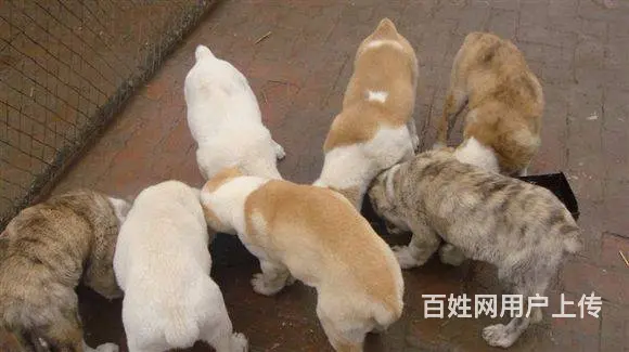 精品中亚牧羊犬体型完美 大骨架 保健康 疫苗齐全 - 图片 8