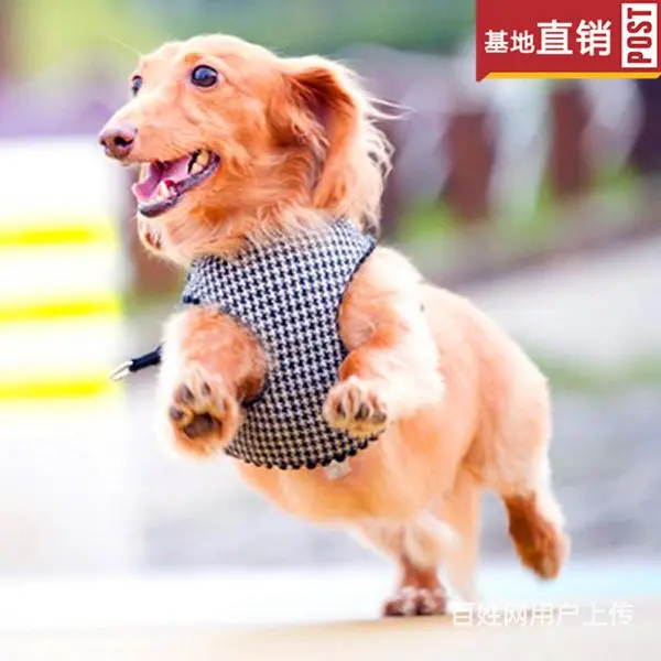 吕梁【十年老店】常年繁殖优质血统腊肠犬幼犬 - 图片 7