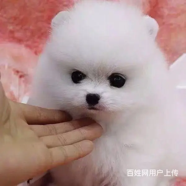 辽阳哪有比熊犬舍繁殖_稍微好点得比熊多少钱 - 图片 11