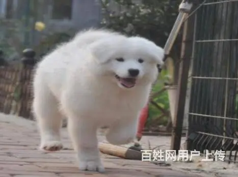 承德萨摩怎么卖 家养萨摩 保纯种健康 - 图片 2